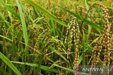 Sparking hope of rice self-sufficiency in border areas
