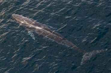 Most whale, dolphin habitats off Sumatra outside protected areas: BRIN