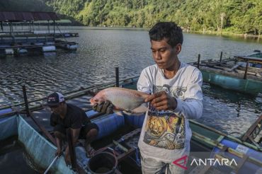 Menggerakkan perekonomian warga melalui budidaya ikan nila di Danau Ngade