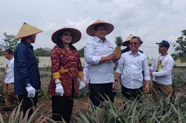 Pineapple as leading commodity in transmigration areas: Ministry