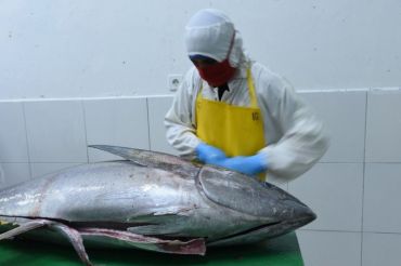 RI govt to facilitate firms to secure 0% tuna export tariffs to Japan