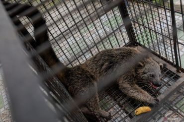 Penyelamatan Binturong hasil serahan warga