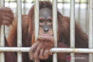 Begini tempat rehabilitasi orangutan Sumatera di Jambi sebelum dilepasliarkan