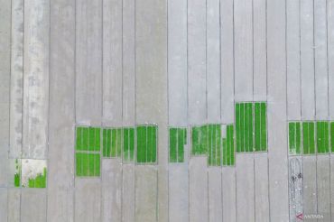 Jaga ketahanan pangan nasional, pemerintah berkomitmen menjaga lebih dari tujuh juta hektare sawah produktif