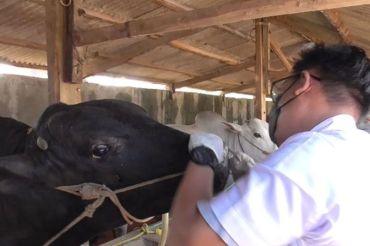 Pemkot Bandarlampung terima vaksin PMK 500 dosis di tahap pertama