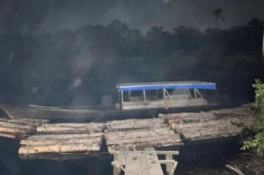 Polres Bengkalis ungkap penebangan liar kayu mahang setara 8 truk