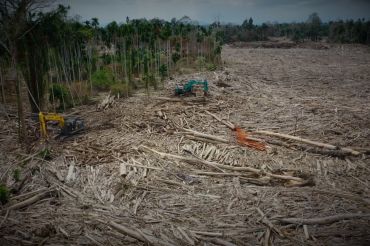 Menelusuri jejak kayu gelondongan di Langkahan, Aceh