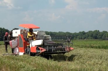 Pemprov Sumsel targetkan produksi padi naik 5 persen tahun 2026