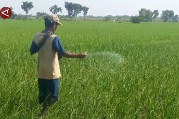 Alokasi pupuk terbatas, petani Ngawi diimbau kombinasikan