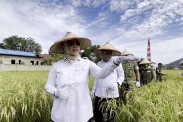Target hasil panen padi Mempawah ditingkatkan dua kali lipat