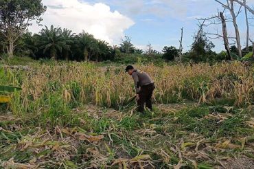 Polda Kaltara Merawat Lahan Pertanian Dukung Program Ketahanan Pangan