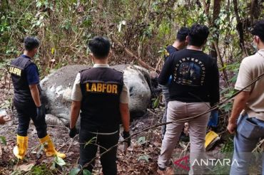 Polda Riau buru pelaku perburuan liar yang tembak mati gajah