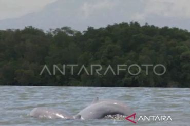 Indonesia prepares emergency measures to save Mahakam dolphins