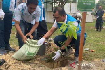 Hijaukan Riau, PT PLN UIP3B Sumatera siapkan seribu bibit pohon
