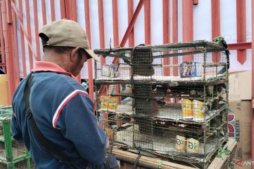 Pedagang burung pipit raih omset puluhan juta saat Imlek