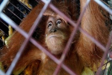 Tim gabungan gagalkan pengiriman ilegal satwa dilindungi ke Thailand