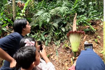 Bunga bangkai mekar di Kebun Raya Bogor usai penantian 12 tahun