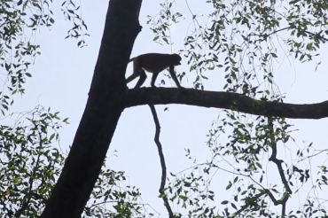 Menyusuri Sungai Hitam Samboja habitat alami Bekantan Kalimantan