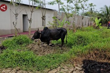 Sapi bantuan dari Presiden untuk tradisi Meugang tiba di Aceh Utara