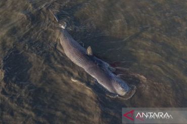 Bangkai paus di Kolaka segera ditarik ke laut lepas