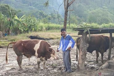 Sapi Limousin Presiden Prabowo tiba di Gayo Lues, semarakkan Meugang di Desa Agusen