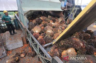 Situasi geopolitik dan tingginya permintaan picu kenaikan harga CPO