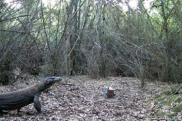 BKSDA memasang 12 kamera pantau pergerakan Komodo di Manggarai Timur