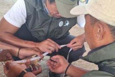 BBKSDA NTT melepasliarkan anak Komodo yang masuk pemukiman warga