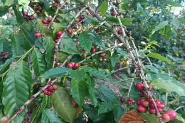 Desa penyangga Mandalika mengembangkan tanaman kopi