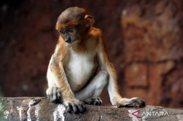 Populasi Bekantan di Batu Secret Zoo bertambah