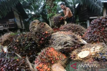 Harga TBS kelapa sawit di Riau naik lagi, sekarang Rp4.088,09 per kg