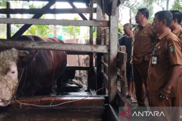 Seleksi sapi kurban bantuan Presiden Prabowo di Riau dimulai, ini kriterianya