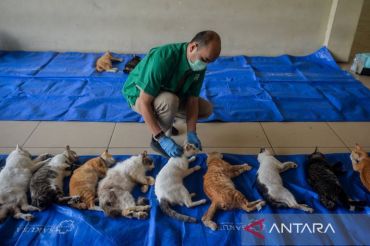Sudin KPKP Jakbar sterilkan 112 kucing jantan di Cengkareng