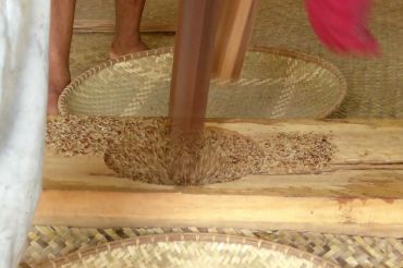 Menghormati padi dengan Nutuk Beham, perayaan panen ala Kutai Lawas