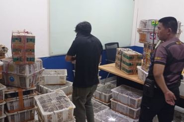 BKSDA Bengkulu-Lampung gagalkan penyelundupan 1.532 burung di Tol Bakter