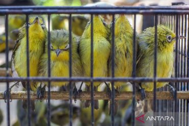 Ratusan burung sitaan dilepasliarkan di Hutan Lindung Nggorang Bowosie Labuan Bajo