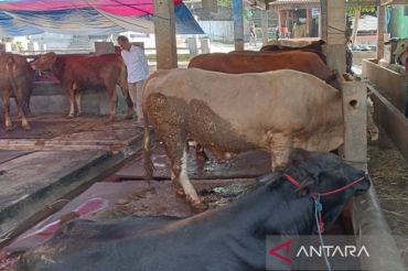 Pemkot Yogyakarta ingatkan pentingnya SKKH hewan kurban