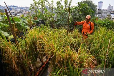 Pertanian perkotaan di atap gedung