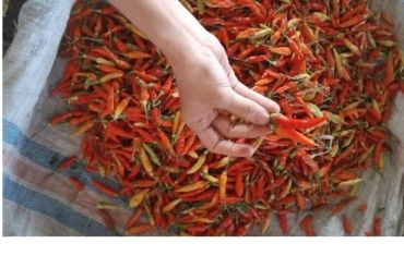 Harga cabai di Mataram turun jadi Rp72.000 per kilogram