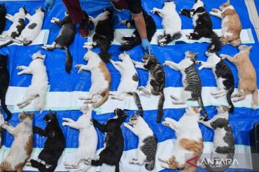 DKI Jakarta targetkan sterilisasi 91 ribu kucing pada 2026, upaya kontrol populasi
