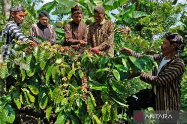 Awali panen robusta, warga Desa Wisata Gunung Gempol Temanggung gelar tradisi Nublek Kopi