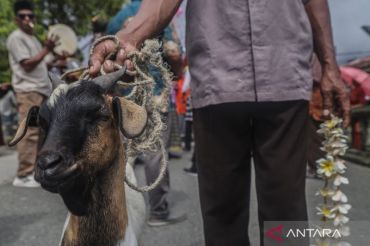 Tradisi Hadrat di Pulau Bacan, mengarak hewan kurban sebelum disembelih