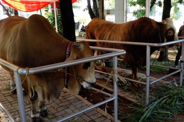 Sapi presiden dan wapres disembelih besok di Masjid Istiqlal
