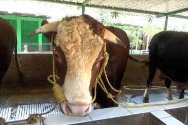Sontrot, sapi 1,5 ton dari Bantul terpilih jadi hewan kurban Presiden
