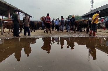 Pengawasan di Pasar Hewan Ambarawa diperketat jelang Idul Adha