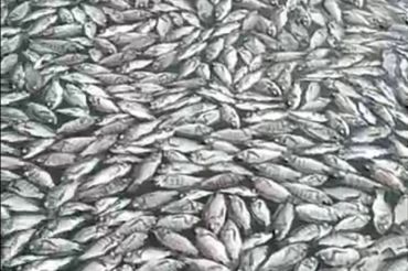 Ikan keramba jaring apung Danau Maninjau mati lima ton selama 2026