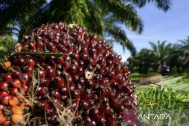 Usai anjlok, harga TBS sawit mitra swadaya di Riau kembali naik