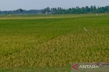 Cilacap tingkatkan indeks tanam untuk capai target produksi padi