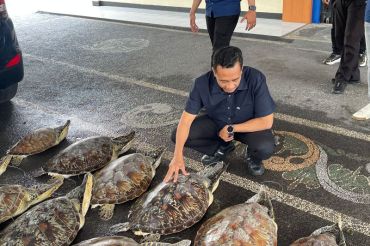 Polisi gagalkan penyelundupan 21 ekor Penyu Hijau di Buleleng