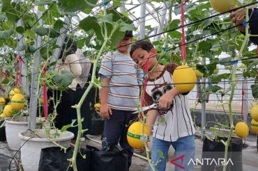 AMANAH libatkan warga kembangkan melon golden alisha
